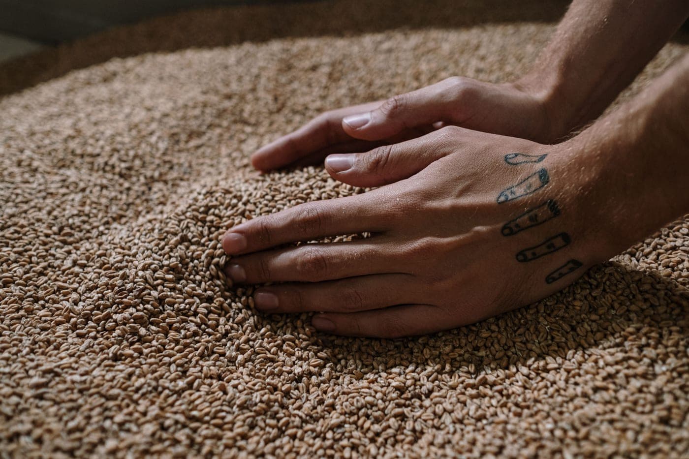 Malted barley grain being scooped for brewing